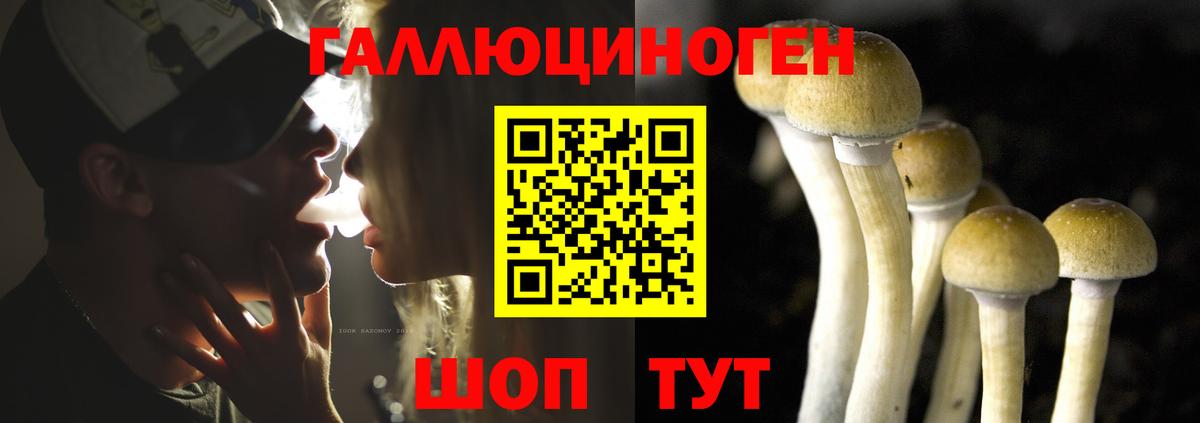 Псилоцибиновые грибы Psilocybe Аргун